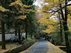 -天目山大树王景区