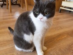 -猫的茶·猫咖