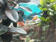 -忆江南·临江鱼馆