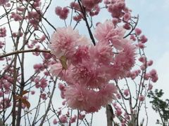 -天适樱花悠乐园