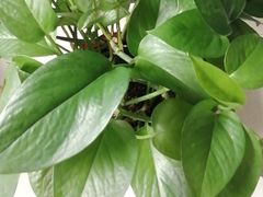 -胡家大厨(西三庄店)