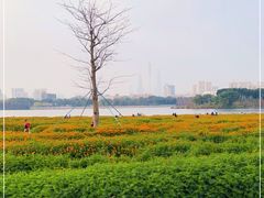 -海珠湖公园