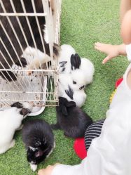 -萌宠亲子动物乐园(槐房万达店)