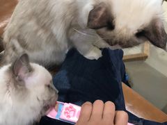 -藏猫猫咖啡主题馆(中央大道店)