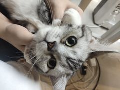 -lincat·猫舍(广州店)