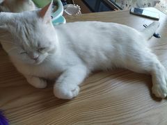 -猫咪咖啡店(新城大街店)