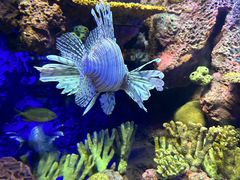 -上海海洋水族馆