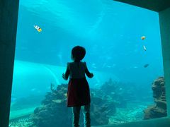 -海棠湾洲际-涛·海底餐厅·美人鱼·自助餐·海底隧道