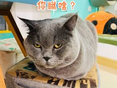 -猫在这儿猫咪咖啡馆·撸猫馆