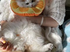-纳吉亚猫专科动物医院·北北分院