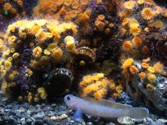 -西雅图水族馆