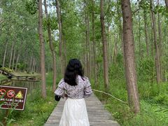 -合肥滨湖国家森林公园