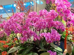 -双季花艺园艺市场(浦东店)