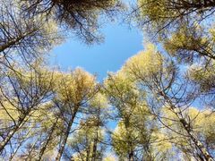 -塞罕坝国家级自然保护区