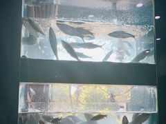 -全乐鱼馆·淳牌有机鱼直营店