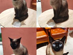 -藏猫猫咖啡主题馆(中央大道店)