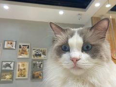 -藏猫猫咖啡主题馆(中央大道店)