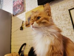 -平行世界·猫咖(首经贸店)