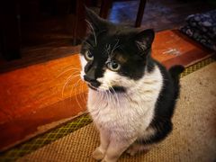 -樱の花亭日本料理店