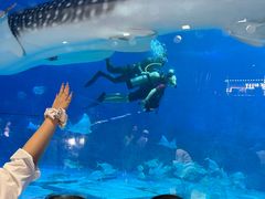 -烟台海昌鲸鲨海洋公园