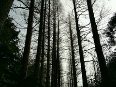 -滨江森林公园-真人CS野战场