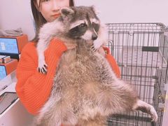 -浣熊柯尔鸭土拨鼠·电玩咖