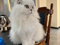 -猫小院猫主题餐厅(南锣旗舰店)