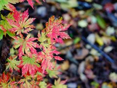 -丹东天桥沟景区