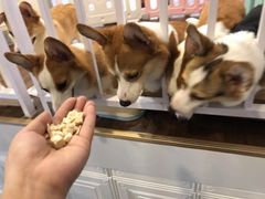 -柯斗斗主题餐厅·狗咖·围炉煮茶·茶饮(国瑞升平里店)