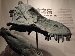 -自贡恐龙博物馆