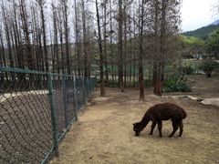 -森波拉火山温泉