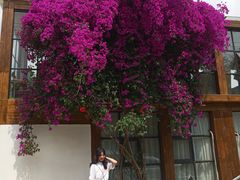 -三圣花乡旅游区