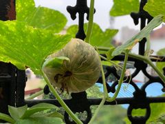 -大锅强·蒸海鲜青岛菜(吾悦广场店)