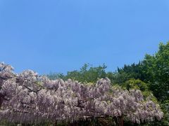 -嘉定紫藤园