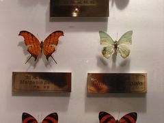 蝴蝶标本-上海昆虫博物馆