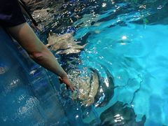 -瑞普利水族馆