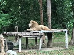 -清迈夜间动物园