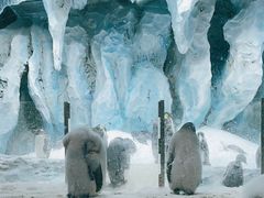 -帝企鹅自助餐厅•儿童岛•真企鹅(长隆企鹅酒店)