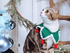 -超宠爱宠物摄影-Super pet