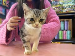 -喵百万·布偶·蓝金金渐层英短·猫舍(百子湾店)