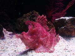 -暹罗海洋世界