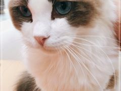 -1013 PET SHOP精品宠物商店(丁香店)