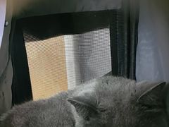-瑞派·关忠动物医院猫科外科·异宠·24小时转诊中心(祥云店)