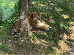 -西霞口神雕山野生动物世界