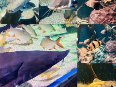 -太平洋海底世界