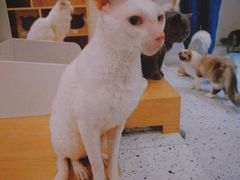 -猫域·湾主题猫咖·宠物吧(南坪城市广场店)