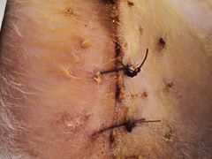 伤口-西安京西宠物医院·瘫痪·疑难杂症