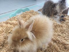 -怪兽屋·羊驼·猫咖·狗咖(俊华广场店)