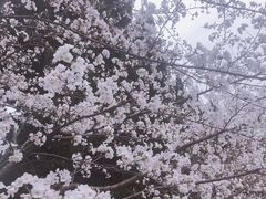 -丁老爷子苏香圆