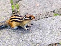 -五营红松林海景区